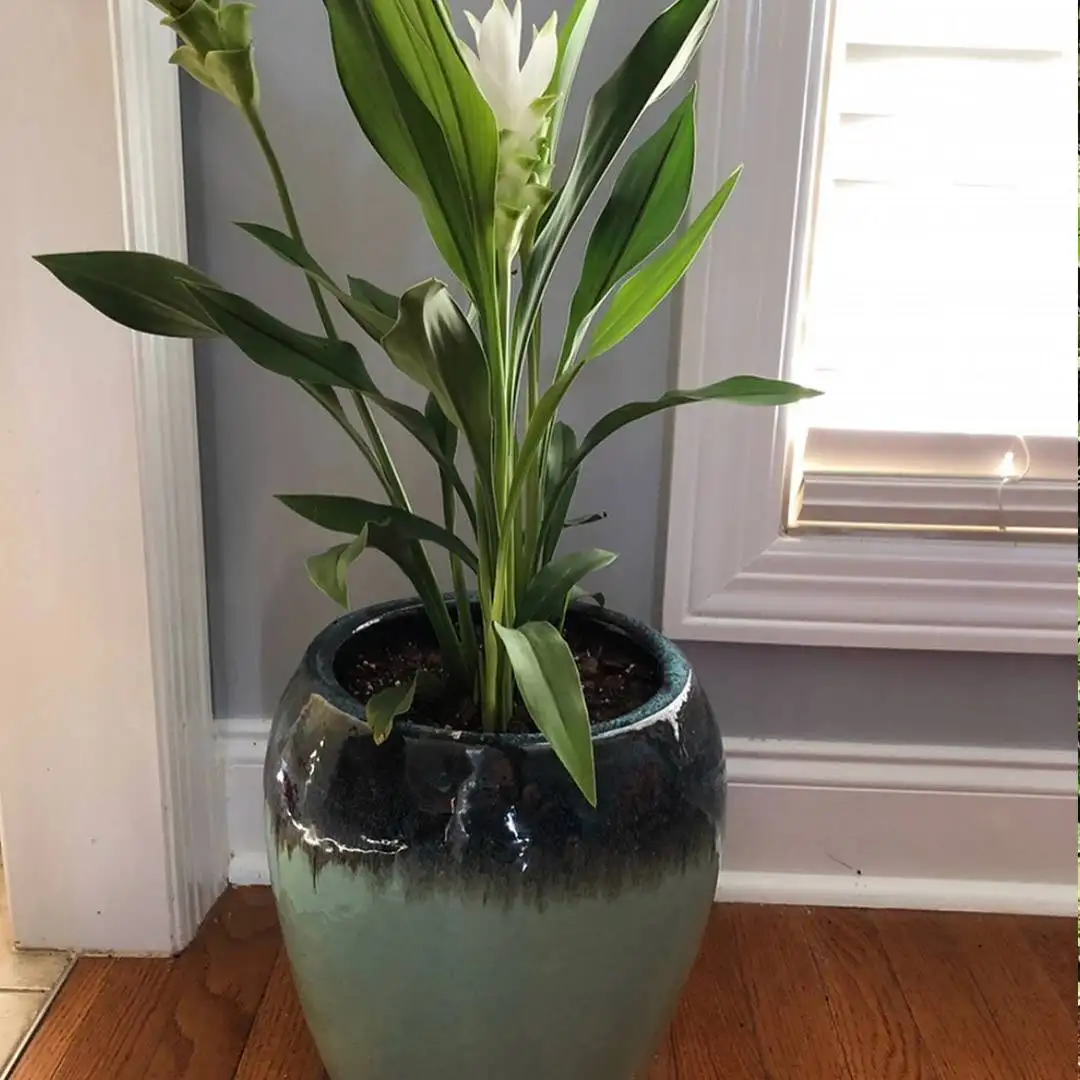 thans Courtyard and Patio | Bonita Springs | Outdoor and Indoor Planters, Plant Pots, Flower Pots and more
