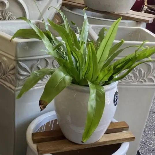 Ethans Courtyard and Patio Bonita Springs | White Flower Pots | Bonita Springs | Water Fountains, Wall Fountains, Mailboxes, and more | Pottery Store