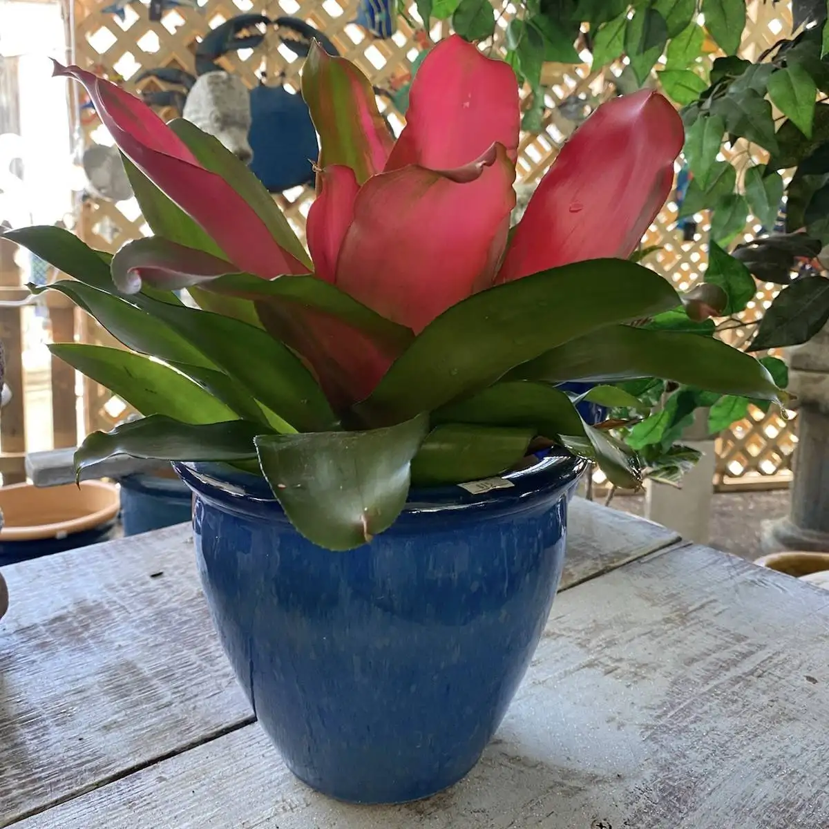 Ethans Courtyard and Patio | large blue ceramic planters